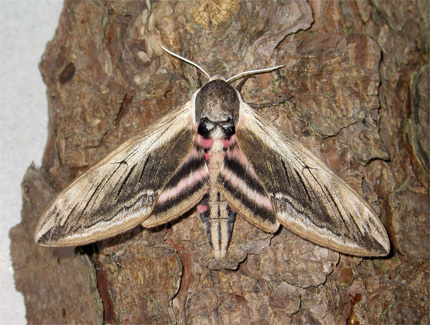 Foto: Ligusterschwärmer