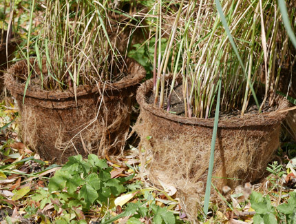 Schilfpflanzen in Sisal-Pflanztöpfen